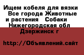 Ищем кобеля для вязки - Все города Животные и растения » Собаки   . Нижегородская обл.,Дзержинск г.